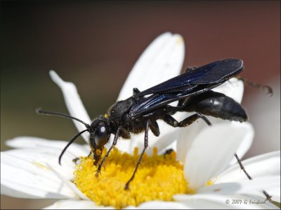 Black and Blue Wasp