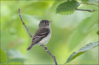 Least Flycatcher Fledgling