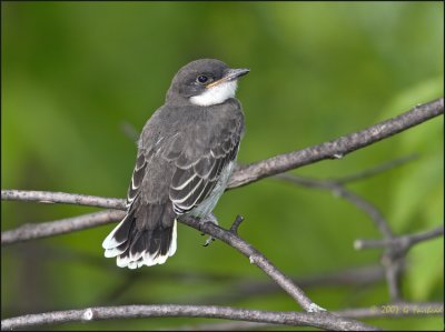 Young Kingbird