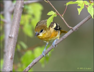 Baltimore Oriole Female