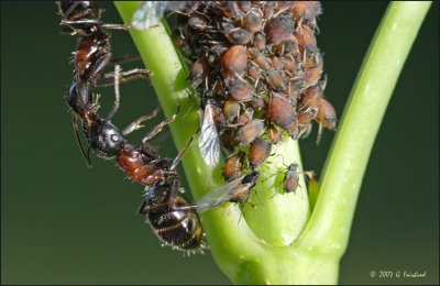 Aphid Ranchers