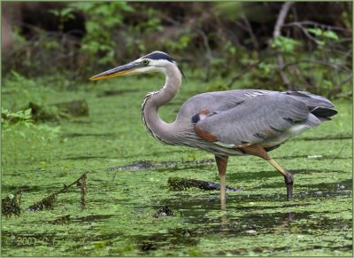 Great Blue Heron on the Hunt