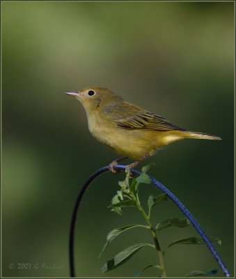 First Year Yellow Warbler