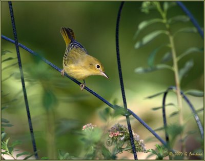 First Year Yellow Warbler