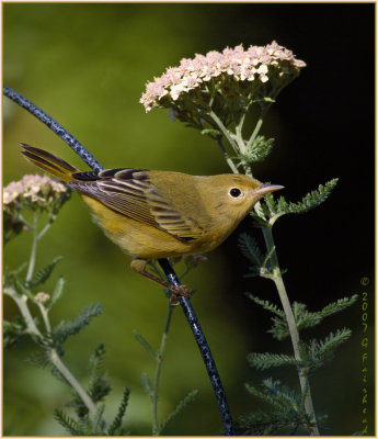 First Year Yellow Warbler