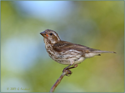 Same Bird Different Light