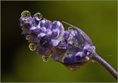 Mealy Sage / Water Drops