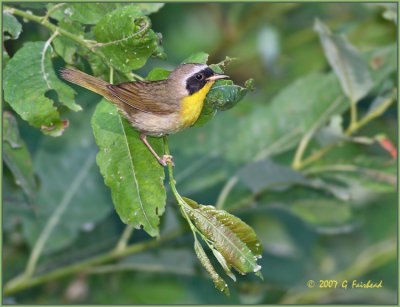 Common Yellow Throat  Warbler Male