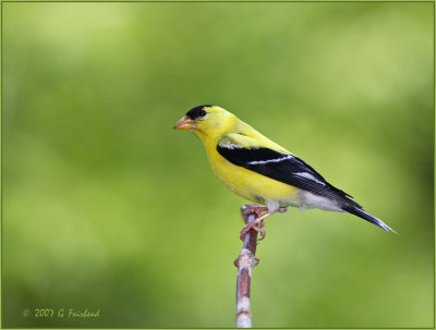 American Goldfinch Male