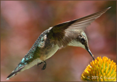 Hummer Cropped
