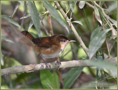 Marsh Wren