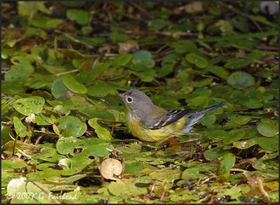 Juvenile Magnolia Warbler bathing ( female I believe)