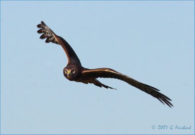 Northern Harrier/Marsh Hawk