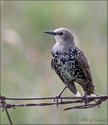 Starling Transition