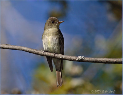 EasternWood-Pewee.jpg