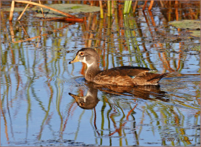 woodduck.jpg