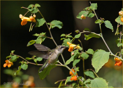 Hummer-enviro.jpg