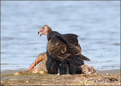Vulture ( Turkey Vulture) GRAPHIC Image