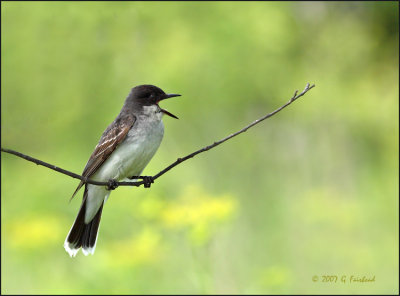 Eastern Kingbird