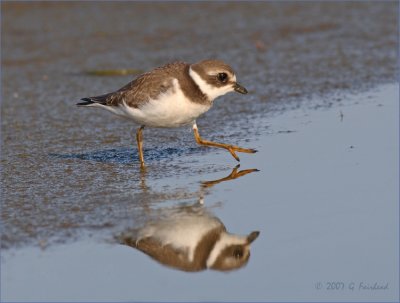 Semipalmatedplover.jpg