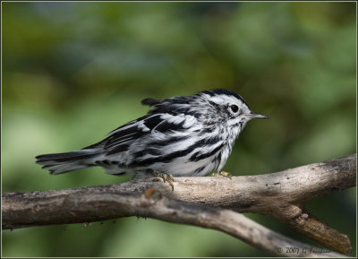 Black-and-White-Warbler.jpg