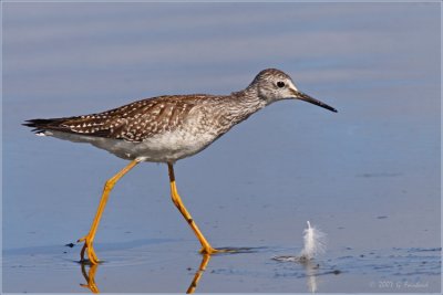 Lesser Yellow Legs