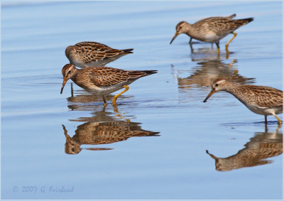 Pectoral Sandpipers