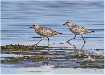 Two Black Bellied Plovers