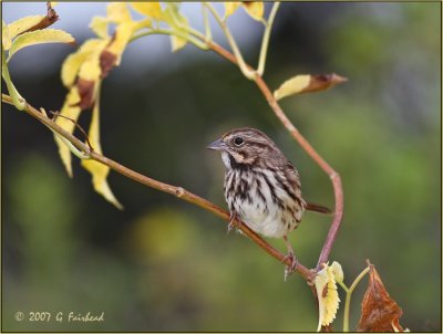 Fall Sparrow