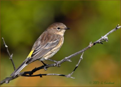 Yellow Rumped Warbler