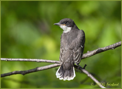 Kingfledge4.jpg
