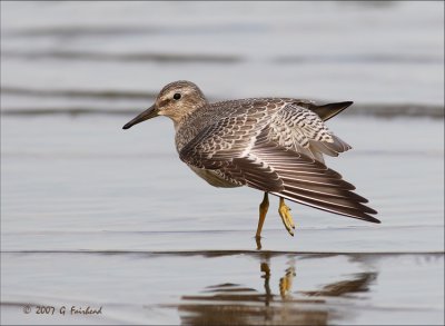 Red-Knot Wing Stretch
