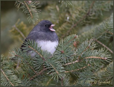 Singer in the Pines