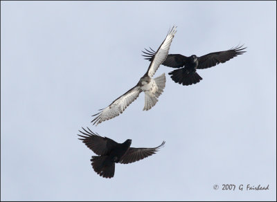 Red Tail Hawk Mobbed by Crows