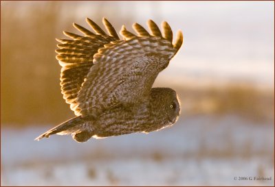 Great Gray Fly By