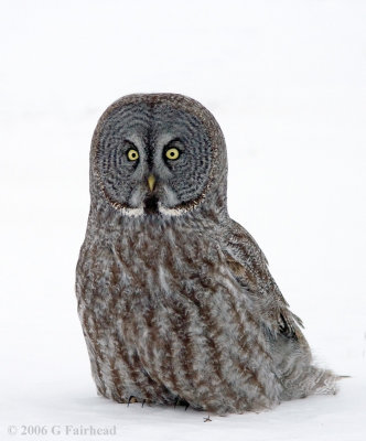 Down on the Ice with a Great Gray Owl