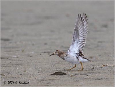 Pectoral Wing Stretch