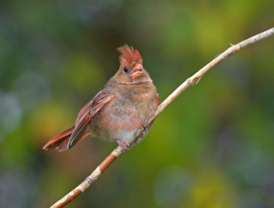 Brand New Cardinal