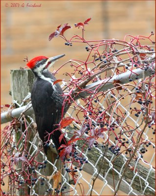 Pileated on a Chain Link Fence