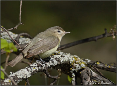 Warbling Vireo but not a Warbler
