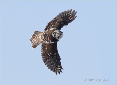 Northern Hawk Owl Stare
