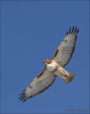 Red Tailed Hawk Wing Patterns