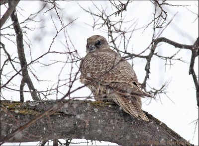 Gyrfalcon in a Snow Storm