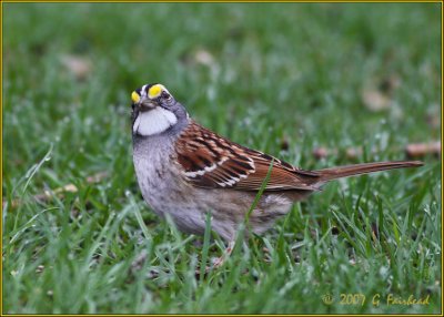 Snake Belly View of a White Throated Sparrow