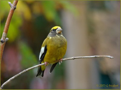 Make That Two Evening Grosbeaks in October