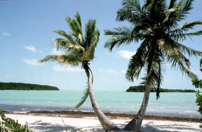 Florida Keys Twin Palms