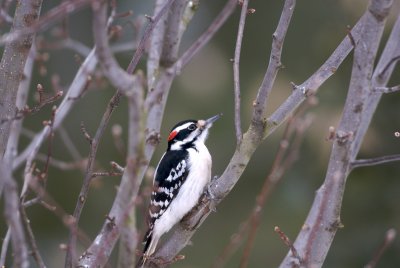 Downy woodpecker.jpg
