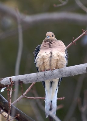 MourningDove.jpg