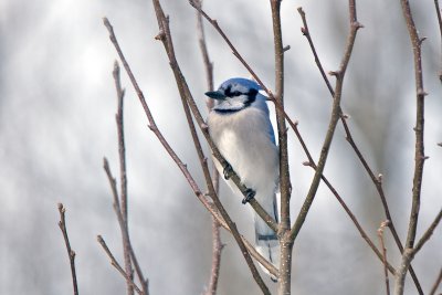 _DSC0036.jpg