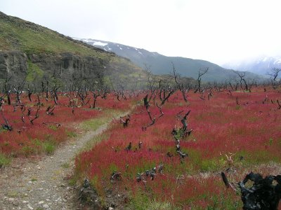 Red grass meadow